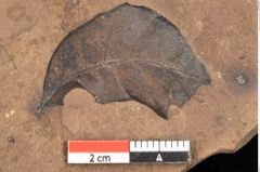 Foto (Detailsansicht) von Quercus palaeoilex Ettingshausen (NHMW-GEO-2024-0188-0951)